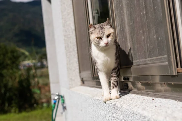 Graue Katze Steht Fenster Vor Dem Haus — Stockfoto
