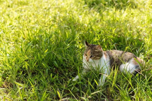 草原上的小猫 野外的家猫 — 图库照片