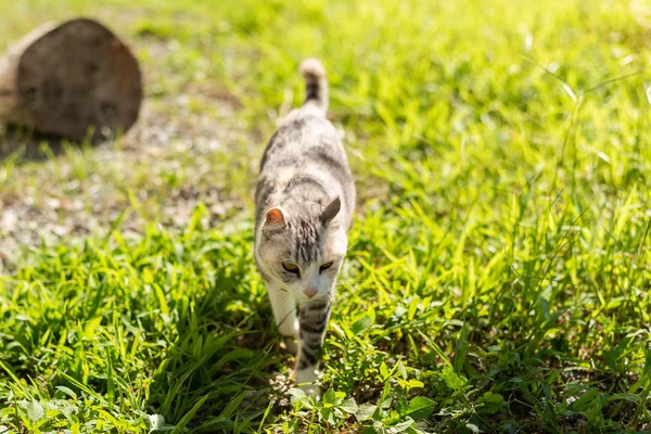 Niedliche Hauskatze Spaziergang Freien — Stockfoto