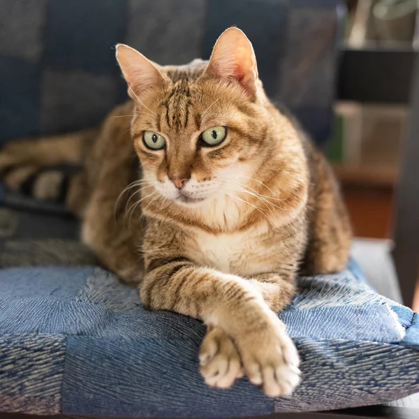 Şişko Evcil Kedi Evdeki Sandalyeye Oturur — Stok fotoğraf