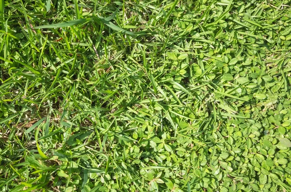 Green Grassland Texture Background Top View — Stock Photo, Image