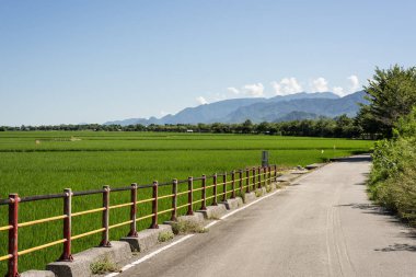 kırsal kesimde yeşil paddy çiftliğinde yol