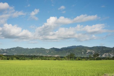 Yeşil çeltik tarlalarının gündüz manzarası
