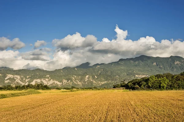 Paisagem Rural Com Arrozal Dourado Luye Taitung Taiwan Ásia — Fotografia de Stock
