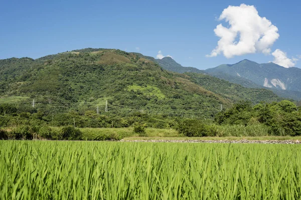 Paesaggio Verde Paddy Farm Campagna — Foto Stock