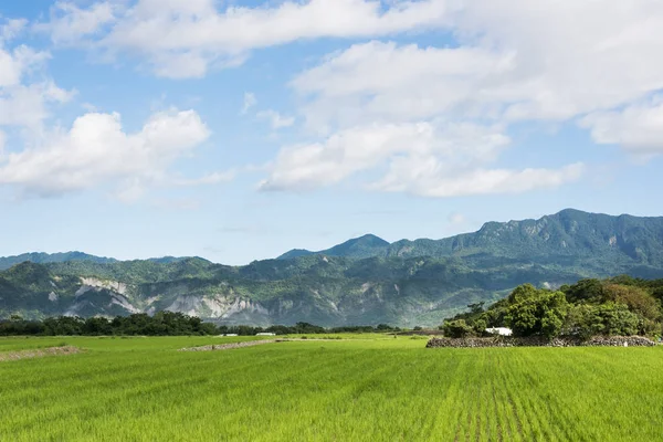 白日绿稻田风景景观 — 图库照片