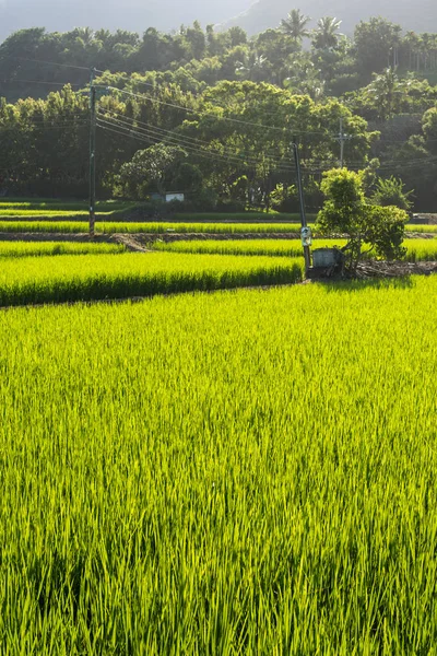 Landskap Grön Paddy Gård Landsbygden — Stockfoto