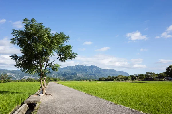 Route Ferme Paddy Vert Dans Campagne — Photo