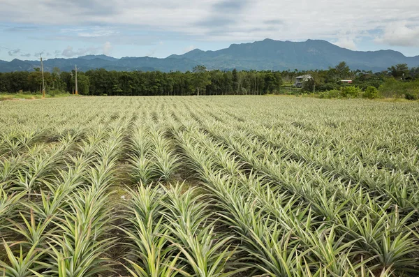 Paesaggio Fattoria Ananas Con Nessuno Giorno — Foto Stock