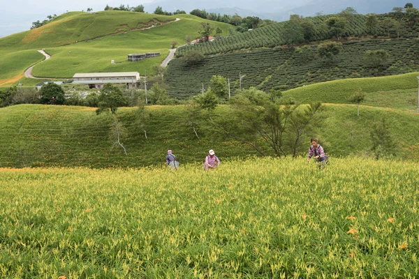 Taitung Taiwan Agosto 2018 Agricultor Trabalhador Colina Fazenda Lírios Tigre — Fotografia de Stock