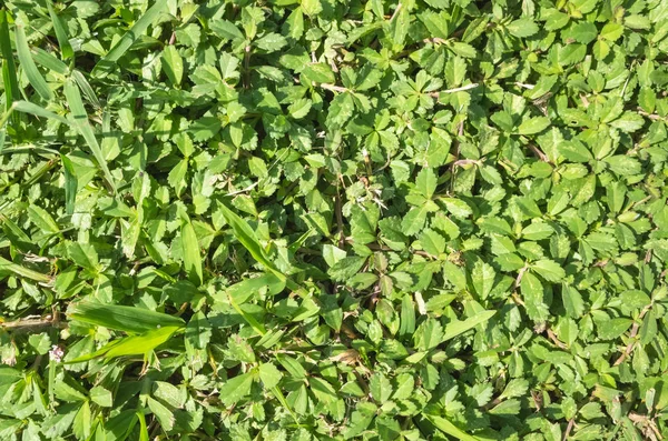 Green Grassland Texture Background Top View — Stock Photo, Image