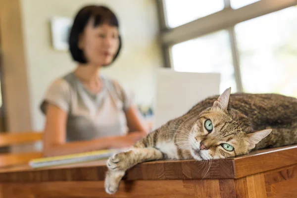 Donna Che Lavora Casa Con Suo Gatto Sdraiato Sul Tavolo — Foto Stock