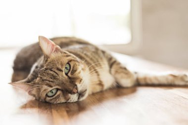 şişman tekir kedi uyku kapalı tablo