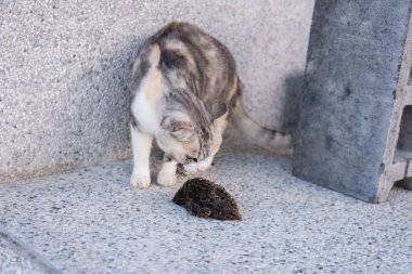 genç kedi yakalama ve bir kuş, açık avcılık