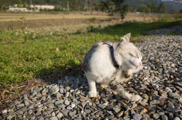 Piccolo Gatto Prurito All Aperto — Foto Stock