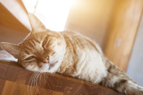 Líný Mourovatá Kočka Spánek Židli Doma — Stock fotografie