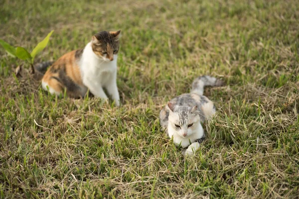 二只猫家庭 小猫和她的母亲在室外 — 图库照片