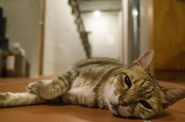 Preguiçoso Gato Tabby Deitado Chão Casa — Fotografia de Stock