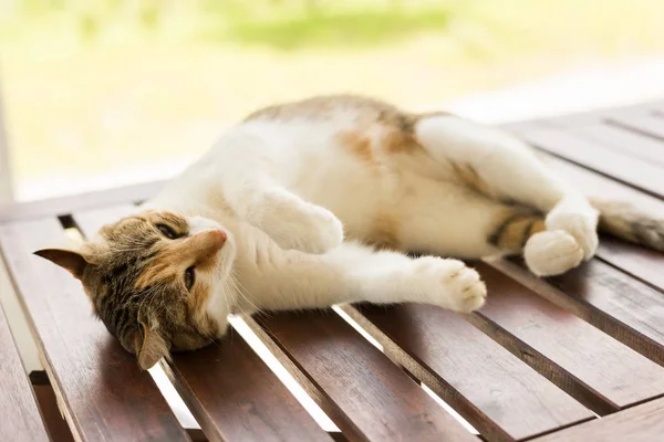 Cansado Pequeno Gato Doze Dormir Exterior — Fotografia de Stock