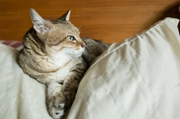 Lazy Funny Tabby Cat Stay Bed Home — Stock Photo, Image