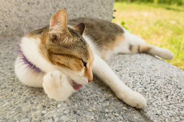 Kleine Kat Jeuk Wassen Outdoor — Stockfoto