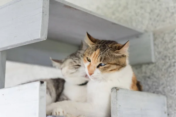 Katze Leckt Ihre Familie Der Box — Stockfoto