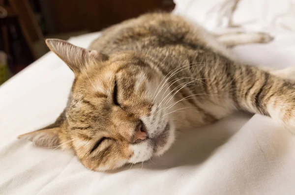 怠惰と面白いタビー猫は家のベッドにいます — ストック写真