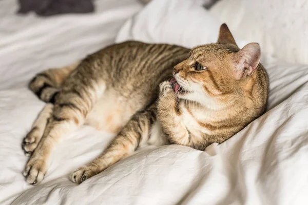 Perezoso Divertido Gato Tabby Lavar Permanecer Una Cama Casa — Foto de Stock