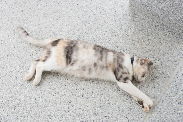 Jovem Gato Cinza Dormir Chão — Fotografia de Stock