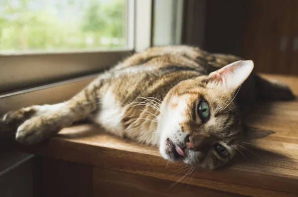 Kucing Malas Tidur Meja Kayu — Stok Foto