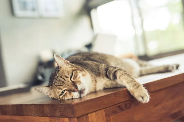 Tlustý Tabby Domácí Kočka Spí Stole Doma — Stock fotografie