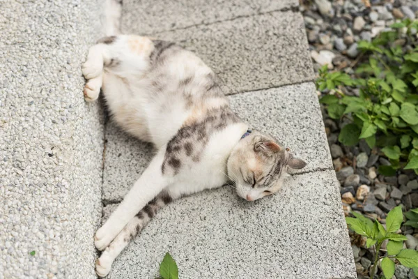 Усталая Маленькая Кошка Дремлет Спит Улице — стоковое фото
