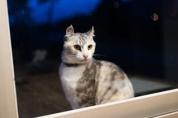 Chat Debout Attendre Près Fenêtre Nuit — Photo