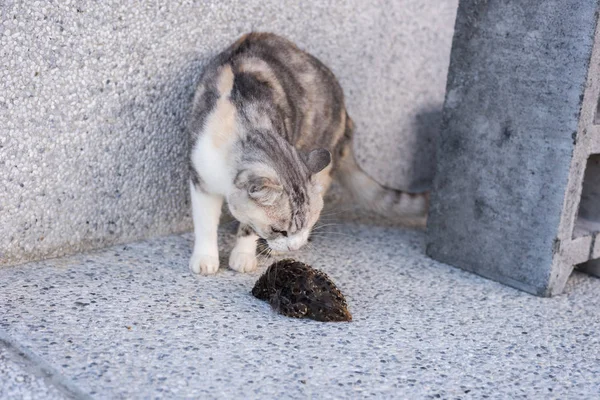 genç kedi yakalama ve bir kuş, açık avcılık