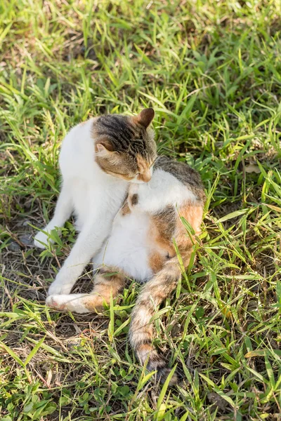 고양이 야외에서 초원에 자신을 씻어합니다 — 스톡 사진