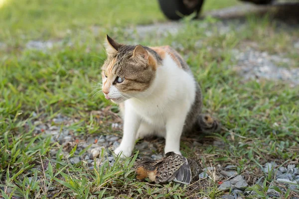 young cat catch and hunting a bird at outdoor