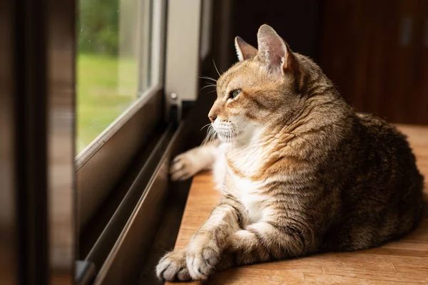 Tabby Γάτα Κάθονται Στο Ξύλινο Τραπέζι Κοντά Στο Παράθυρο — Φωτογραφία Αρχείου