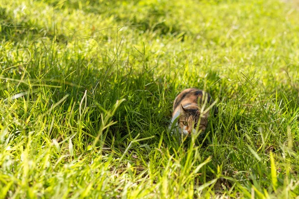 草原上的小猫 野外的家猫 — 图库照片