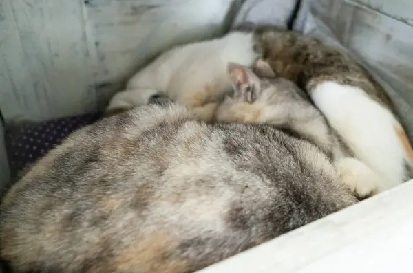 Chat Domestiqué Dormir Avec Fille Dans Boîte — Photo