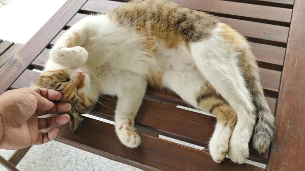 Menyentuh Kucing Tidur Tergeletak Meja Kayu Luar Ruangan — Stok Foto