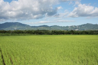 Yeşil çeltik tarlalarının gündüz manzarası