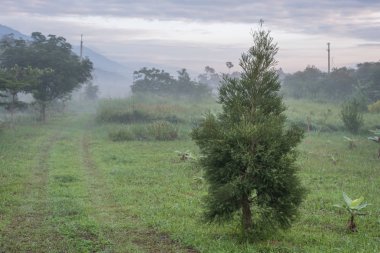 kırsal manzara yolu ve sisin içinde otlak