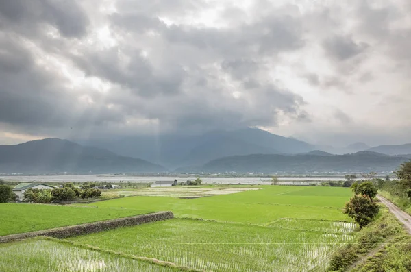 Декорації Ферми Зеленого Рису Luye Тайвані Taitung — стокове фото