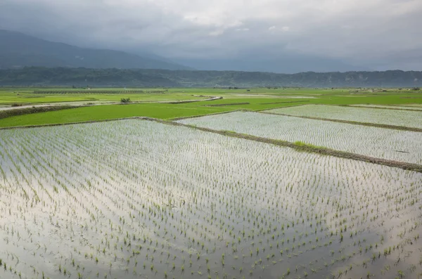 Green Rice Farm Scenery Luye Taitung Taiwan — Stock Photo, Image