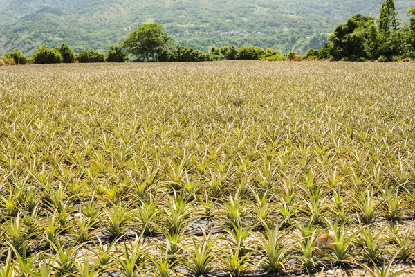 Landschaft Der Ananasfarm Mit Niemandem Tag — Stockfoto