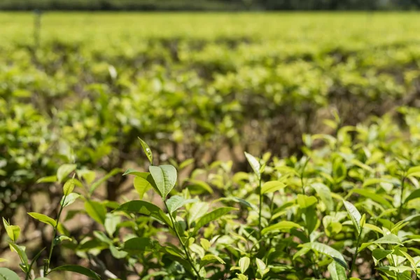 Bondgård Tea Tree Luye Taitung Taiwan — Stockfoto