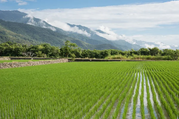 Ландшафт Зеленой Рисовой Фермы Дневное Время — стоковое фото