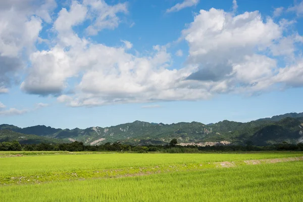 Paisagem Paisagem Verde Paddy Fazenda Durante Dia — Fotografia de Stock