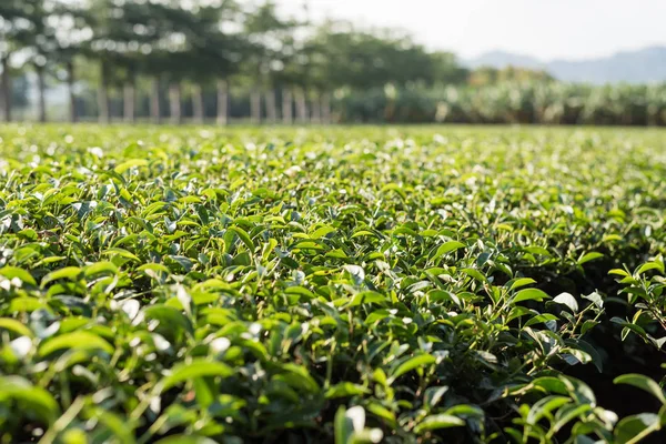 Зеленая Чайная Ферма Сельской Местности Ландшафт Луе Тайвань — стоковое фото