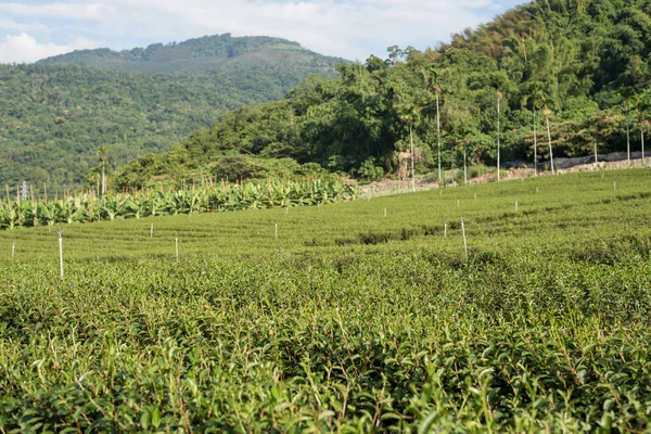 Fazenda Chá Verde Campo Paisagem Luye Taiwan — Fotografia de Stock